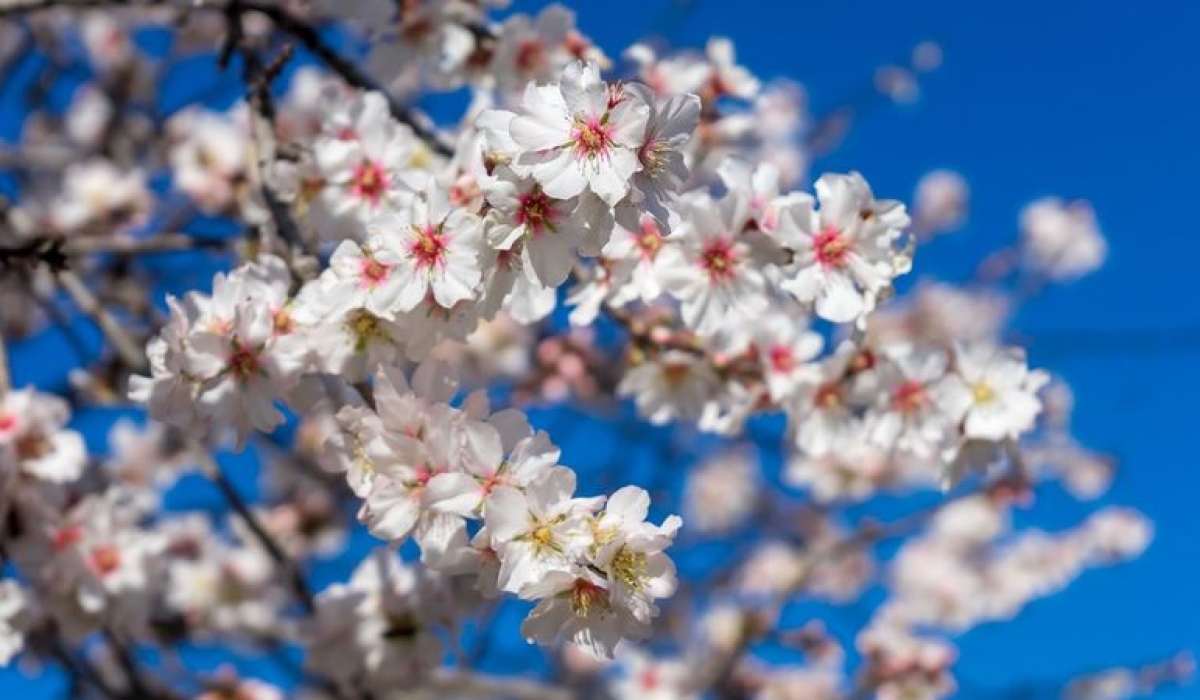 Datça Badem Çiçeği Festivali Turu Sevgililer Günü Özel