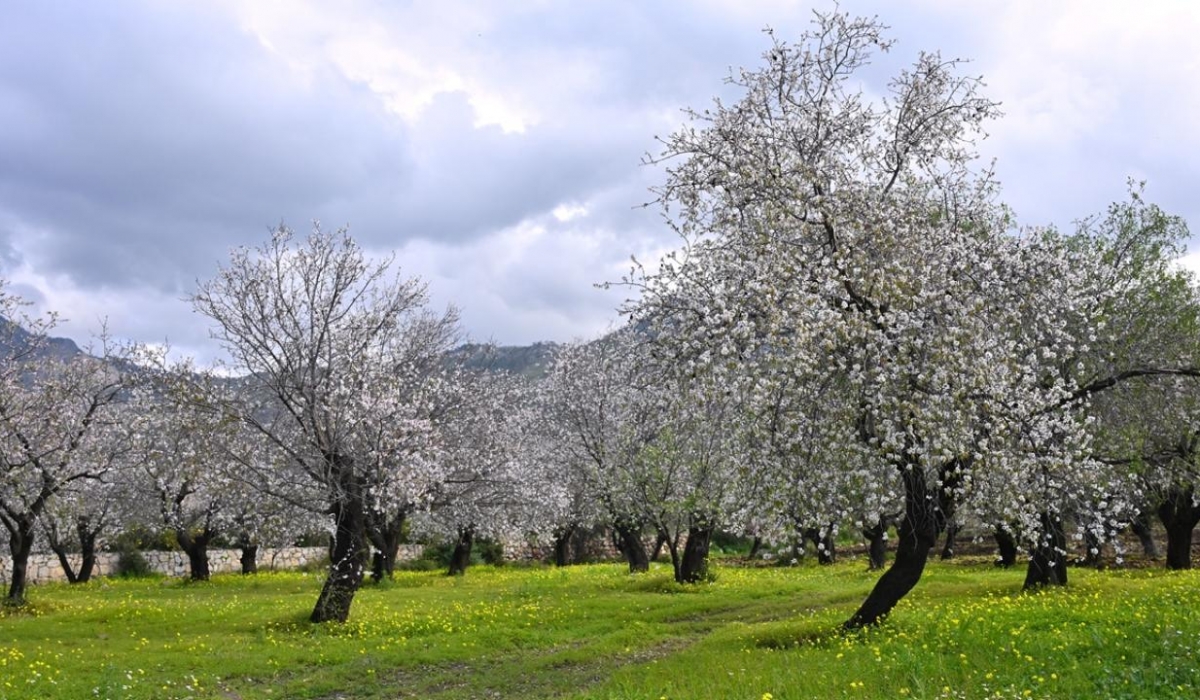 Datça Badem Çiçeği Festivali Turu Sevgililer Günü Özel