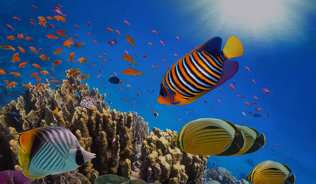 Sharm El Sheikh & Kahire Turu